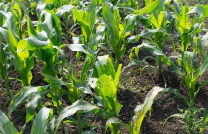 7 Modern and efficient ways to protect crops from pests and diseases