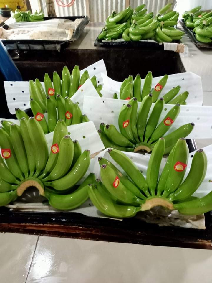  Bananenexporte