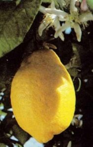 Die beliebtesten Zitronenbaum-Sorten