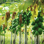 Papaya cultivation for profit