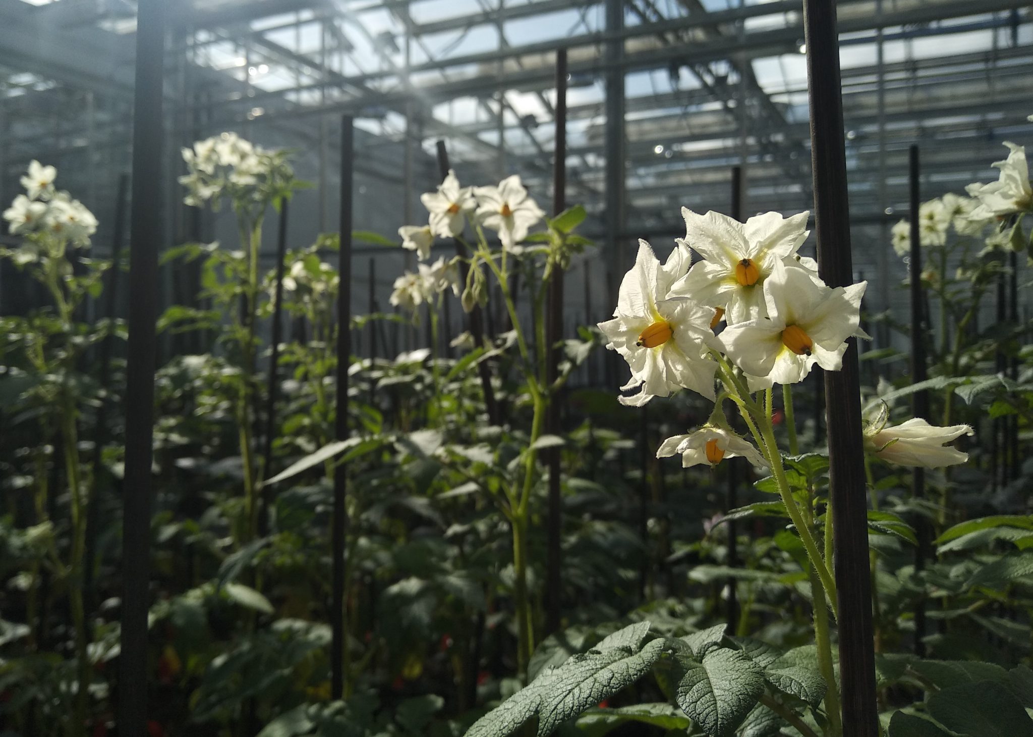 Hybridkartoffeln - eine klimagerechte Lösung für Kartoffelbauern