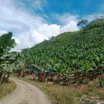 Informationen über Bananenpflanzen und UmweltanforderungenInformationen über Bananenpflanzen und Umweltanforderungen
