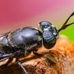 Insektenmehl in nachhaltigem Tierfutter