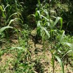 Intercalar cultivos para una mejor gestión del suelo y el agua