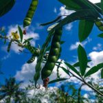 Irrigation requirement for Pigeon pea Cultivation