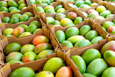 Mango: Ertrag, Ernte und Nacherntebehandlung