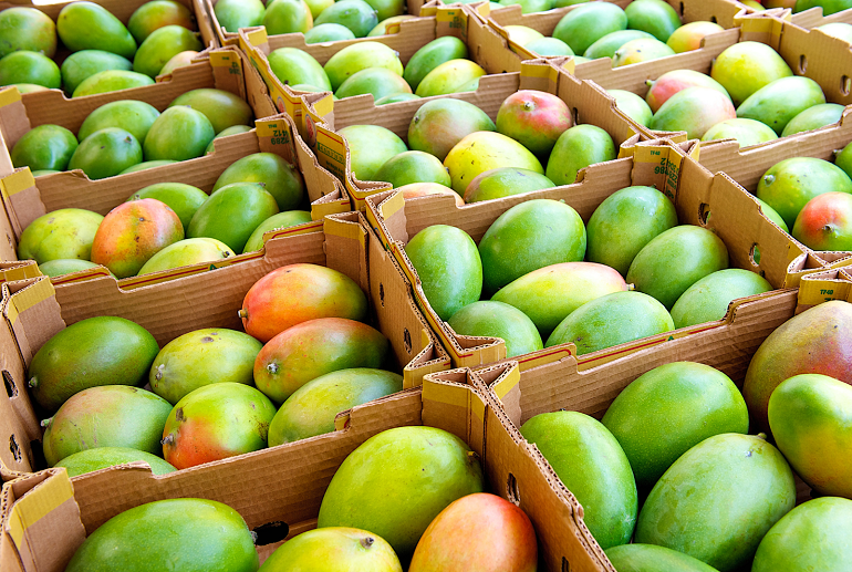 Mango: Ertrag, Ernte und Nacherntebehandlung