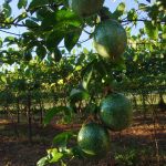 Passionsfrucht: Anforderungen an Boden und Klima, Bodenvorbereitung und Pflanzung