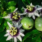 Passionsfrucht: Arten und Sorten der Passionsfrucht und Merkmale der Pflanze