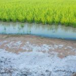 Soil salinization and how farmers can overcome it