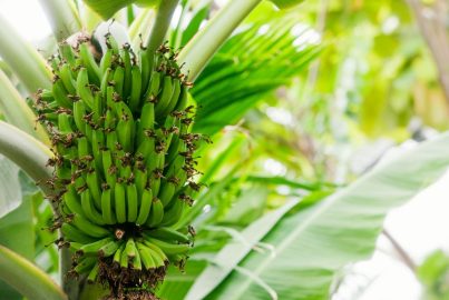 Sortenvielfalt bei Bananen
