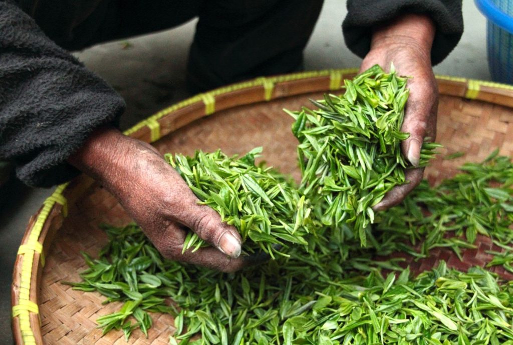 Teepflanze - Vollständiger Leitfaden zur Kultivierung