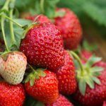 Strawberries health benefits