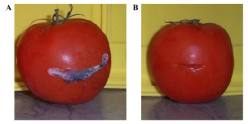 disease-in-tomatoes 7 Modern and efficient ways to protect crops from pests and diseases