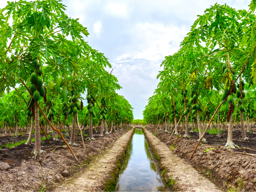 irrigation fertilization of papaya