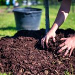 Mulching in Vegetable Production