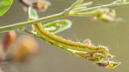 Pigeon pea insect pests and their management 