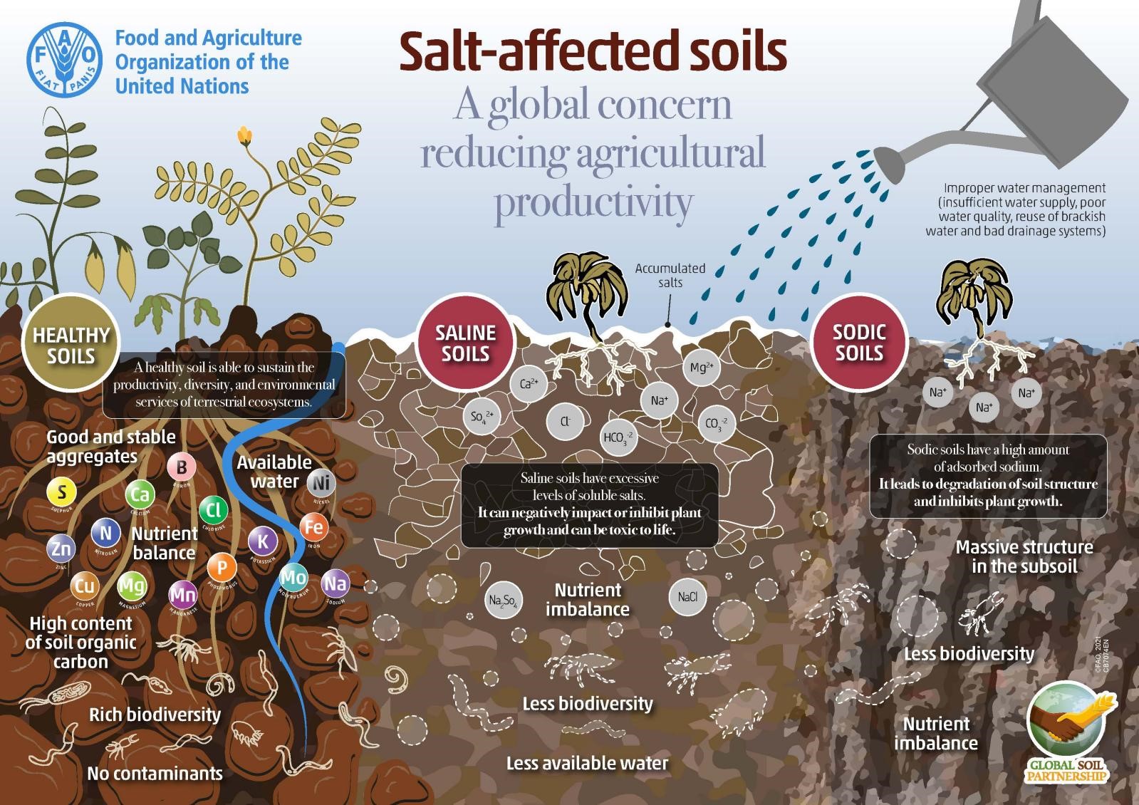 Soil Salinization And How Farmers Can Overcome It Wikifarmer