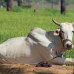 Ασθένειες βοοειδών που προκαλούνται από παθογόνα