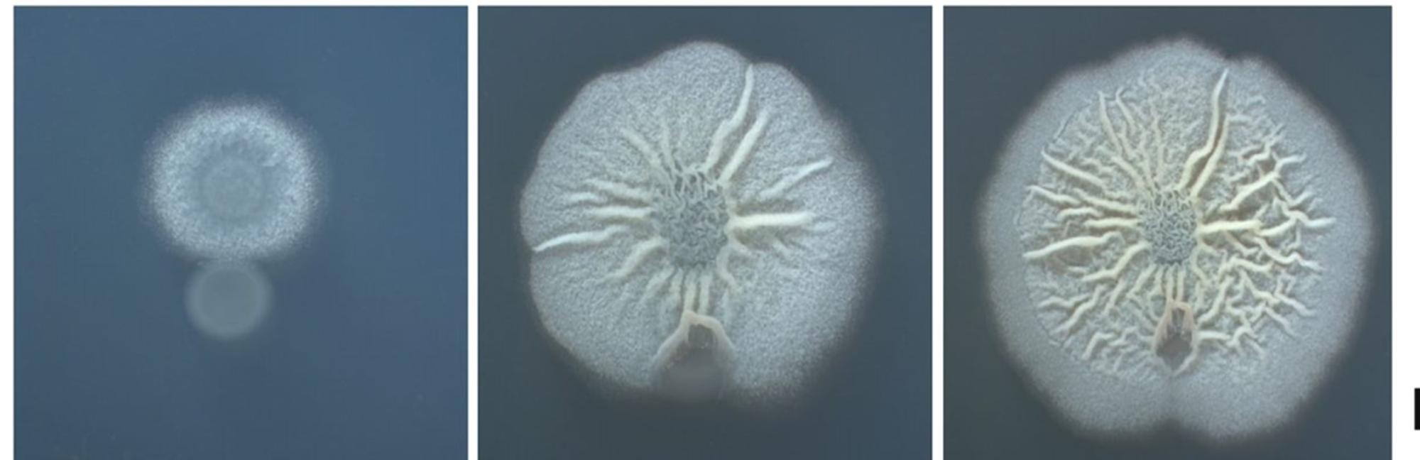 Bacillus subtilis