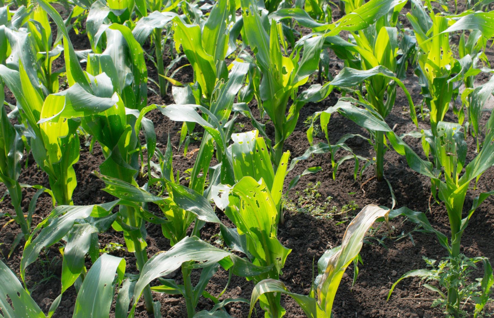 7 αποτελεσματικοί τρόποι προστασίας των καλλιεργειών από παράσιτα και ασθένειες - φυτοπροστασία