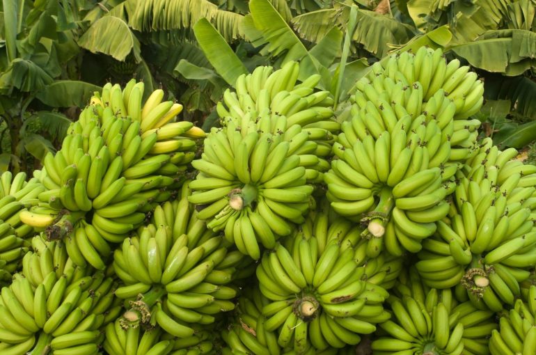 Banana: Historia del cultivo, valor nutritivo y beneficios para la salud