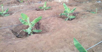 Distancias de plantación de bananos y sistemas de apoyo