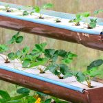 How and Why to cultivate Strawberries in a Hydroponic system
