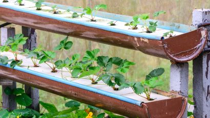 How and Why to cultivate Strawberries in a Hydroponic system