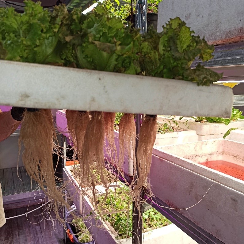 urban vertical farming