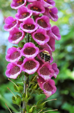 The importance of a pollinator friendly garden and how to create one