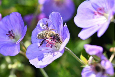 ,The importance of a pollinator friendly garden and how to create one