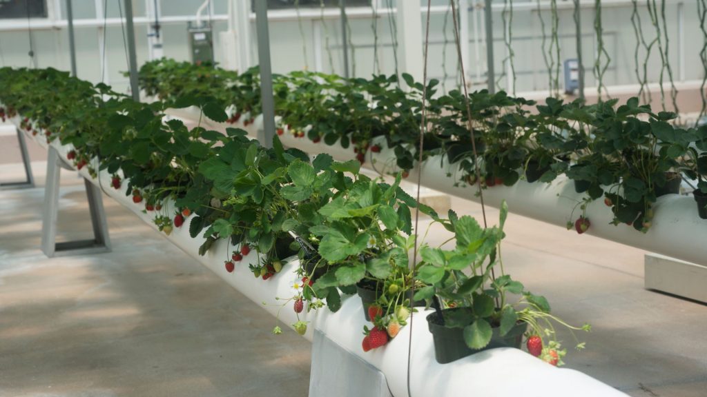 how to cultivate strawberries