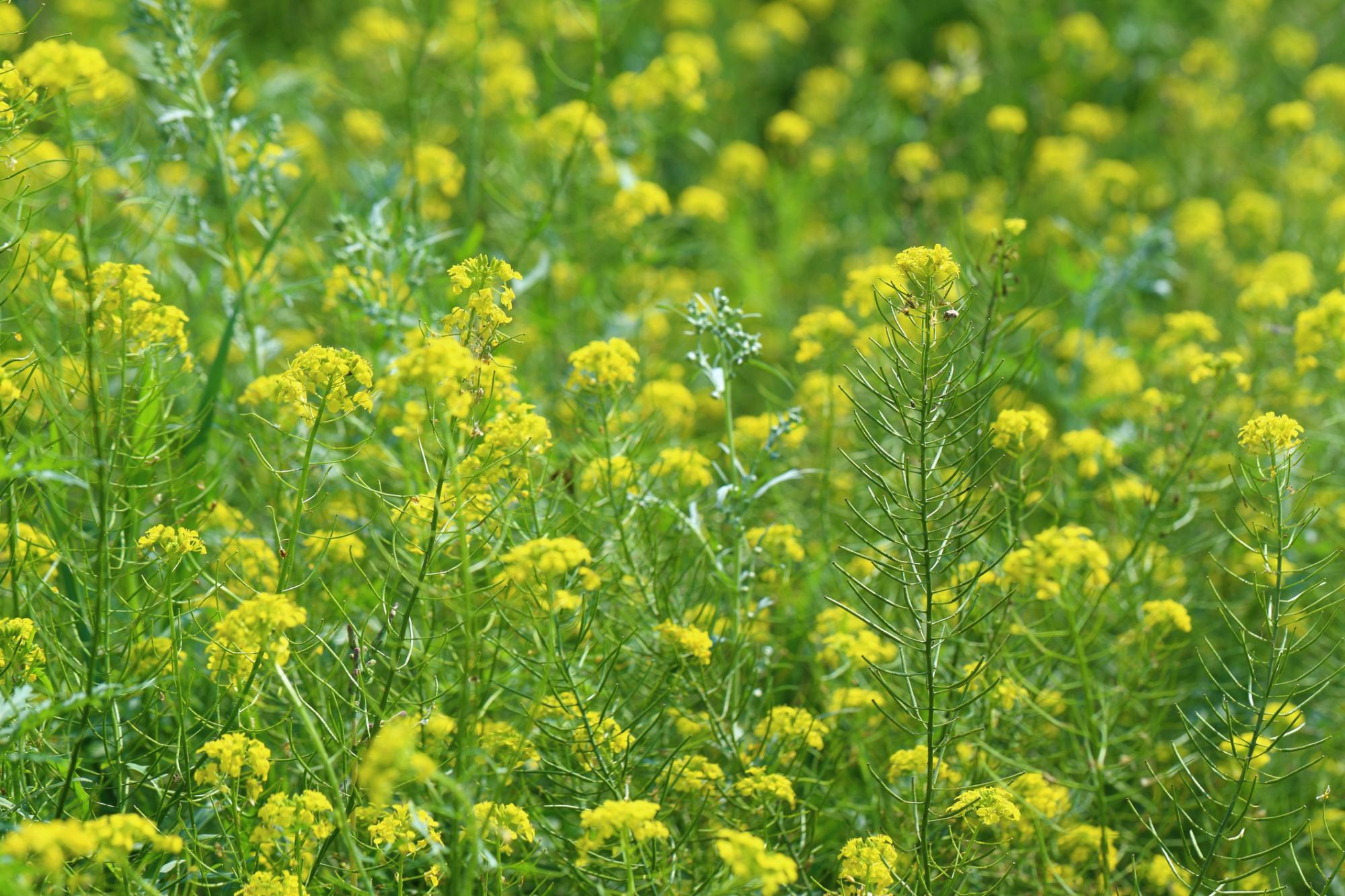 mustard diseases