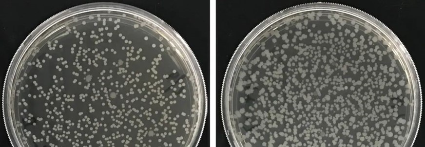 Bacillus subtilis