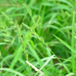 Echinochloa How to control one of the most economically important weeds globally