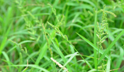 Echinochloa How to control one of the most economically important weeds globally