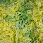 Endive and Escarole Pests and Diseases