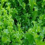 Endive and Escarole Water Requirements and Irrigation Systems