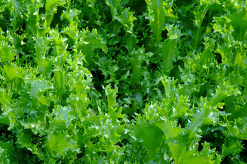 Endive and Escarole Water Requirements and Irrigation Systems