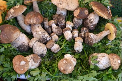 Growing Media/ Substrates for Mushroom Cultivation