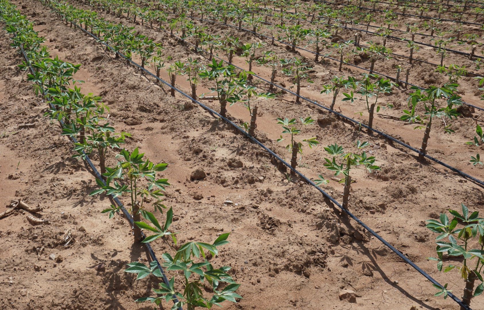 How drip irrigation can support global food security