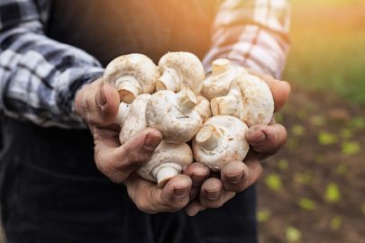 How to Easily Grow Mushrooms at Home