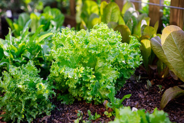 How to Grow Endive (and Escarole) at Home
