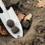 grow truffles