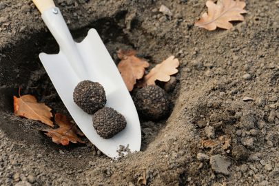 grow truffles