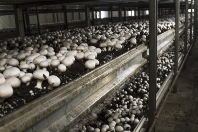 Professional Mushroom Cultivation - mushroom farm