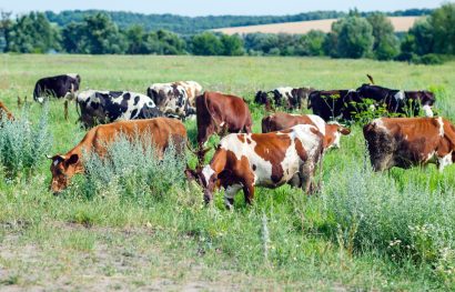 sustainable livestock management