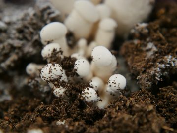 Mushroom Biological Cycle and Growing Requirements