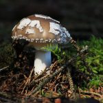 Mushroom Pests and Diseases